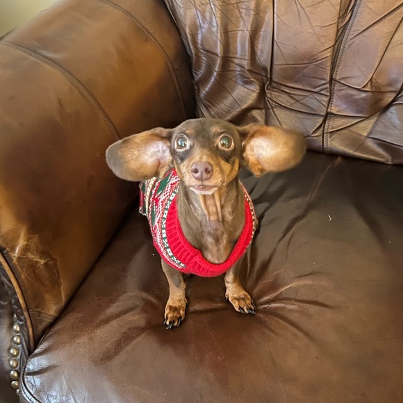 Meet your Posher, Laura - Picture 5 of 12